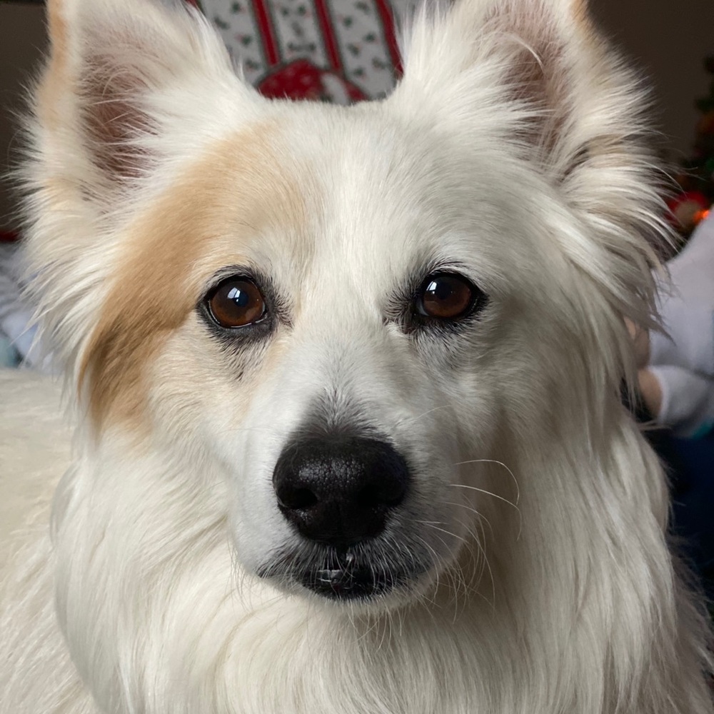 Meet your Posher, Mona